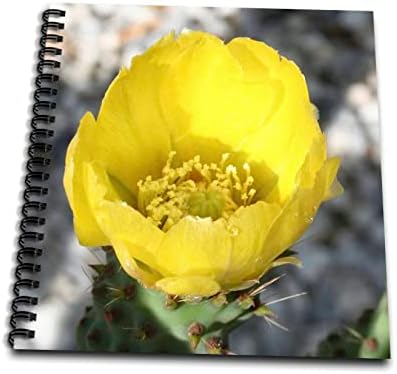 3drose opuntia ficus -indica פרח של האגס הדוקרני מקרוב - ספרי רישום